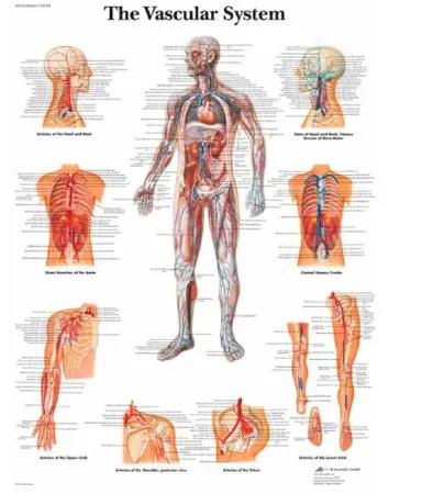 Nasco - 3B Scientific - SB41519 - Anatomical Chart 3B Scientific Vascular System 200 Gram Paper Glossy