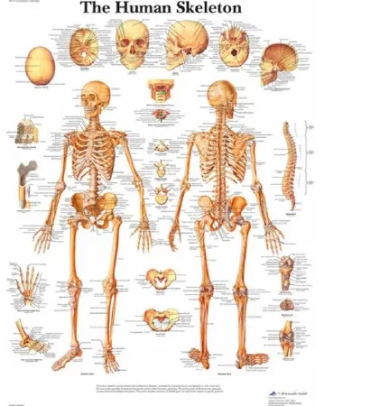 Nasco - 3B Scientific - SB41514 - The Human Skeleton 3B Scientific Glossy Paper